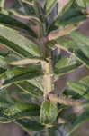 Butterfly milkweed